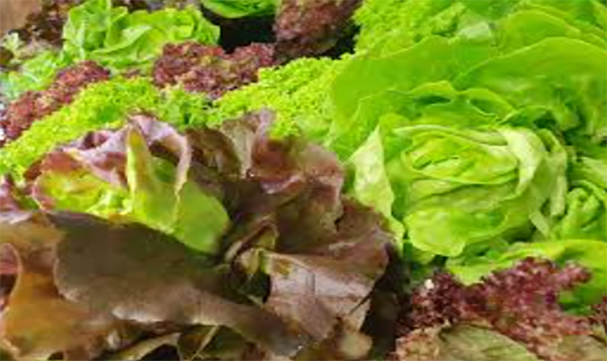 Bacchus Marsh Leaf Salad